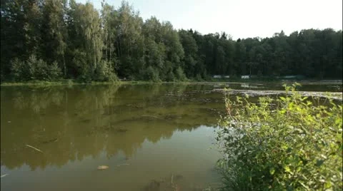 Swamp 3 Stockbeeldmateriaal 20514827