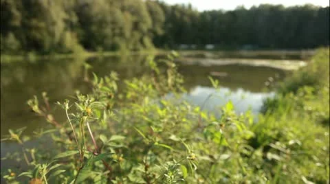 Swamp 4 Stockbeeldmateriaal 20515145