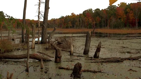 Swamp 4 库存影片 97709765