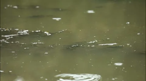 Swamp 5 Stockbeeldmateriaal 20515215