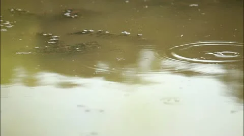 Swamp 6 Stockbeeldmateriaal 20515244