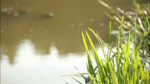 Swamp 7 Stockbeeldmateriaal 20515327