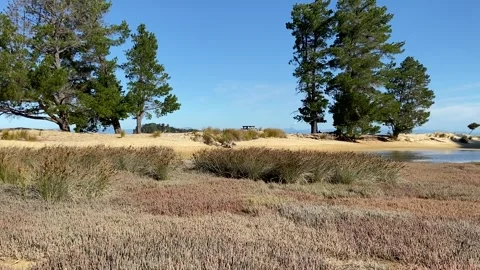 Swamp in Abel Tasman Vidéo 343952208