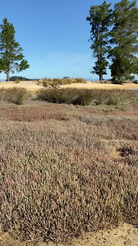 Swamp in Abel Tasman Vidéo 343952220