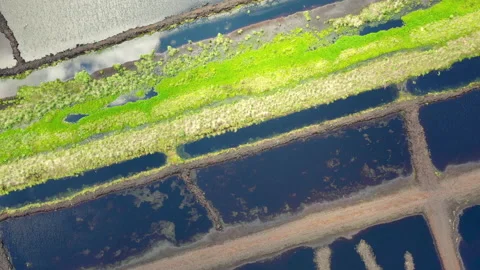 Swamp aerial Video stock 141809951