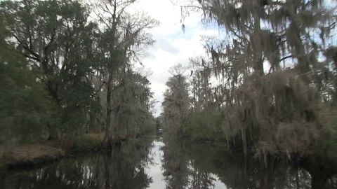 Swamp ahead very fast Stock Footage 88292073