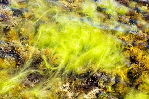 Swamp algae. Green algae patterns on the water. Green swamp. The polluted wat Stock Photos