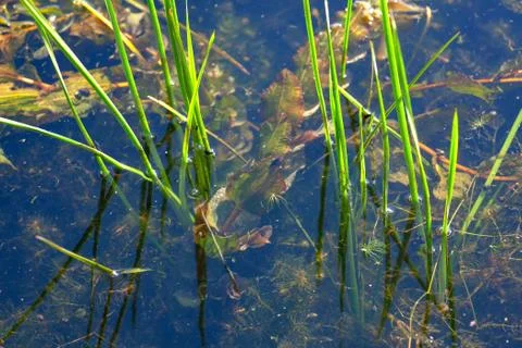 Swamp algae Stock Photos