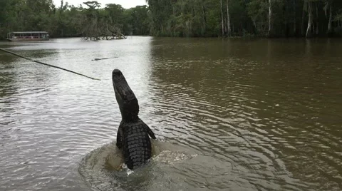 Swamp Alligator jumps out of water to eat Marshmallow Vídeo Stock 66856427