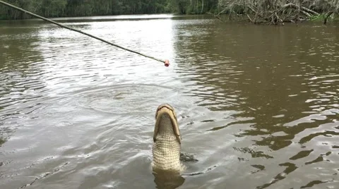 Swamp Alligator jumps out of water to eat hotdog Stock Footage 66856430