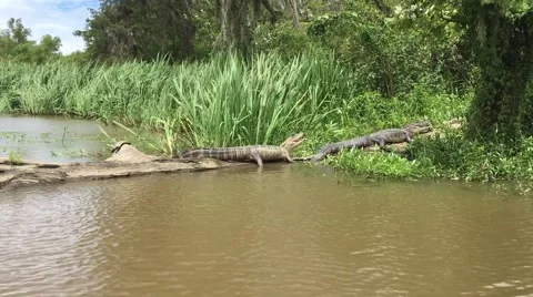 Swamp Alligators warming themselves on a log Stock-Footage 66856279