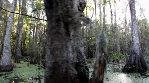 Swamp and Bayou Stock Footage 32575437