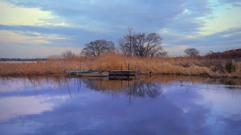 Swamp and bird Stock Footage 166346363