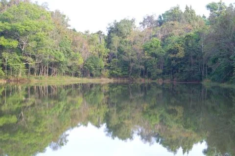 Swamp and forest Stock Photos