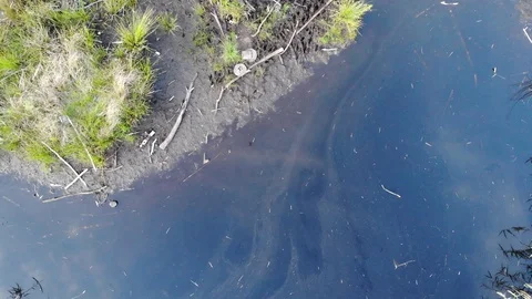 Swamp and Grass Video stock 111156009