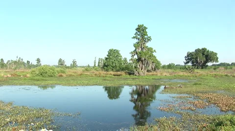 Swamp and live oak Stock Footage 5068003