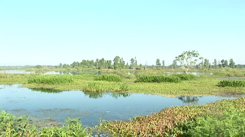 Swamp and live oak Stock Footage 5072180