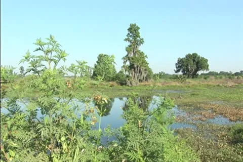 Swamp and live oak Stock Footage 8968935