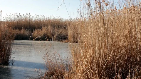 Swamp And Reeds Stock Footage 120410325