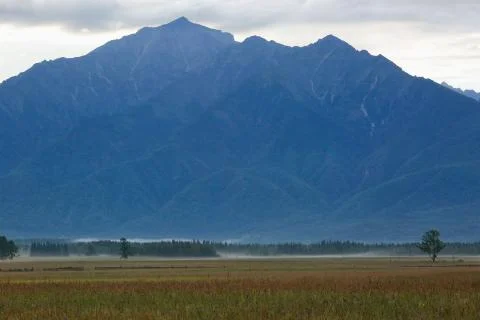 Swamp and tree on the background of high mountains Stock Photos