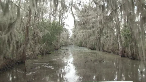 Swamp approach fast Stock Footage 88292085