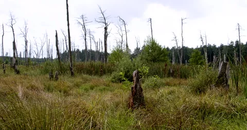 Swamp area with dead tree trunks. Stock Footage 277512757
