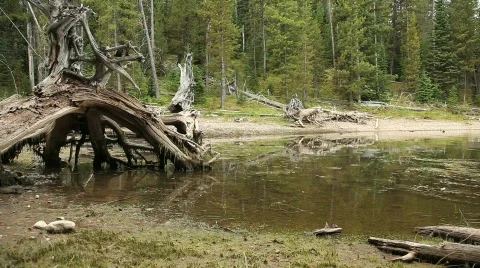 Swamp Area with Downed Trees Stock Footage 606174