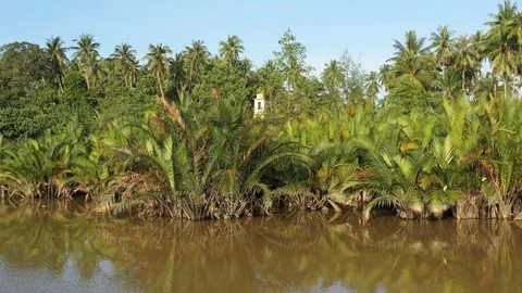 Swamp area Stock Footage 102609057