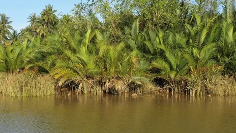Swamp area Stock Footage 102609157