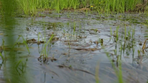 Swamp area in summer Stock Footage 95941109