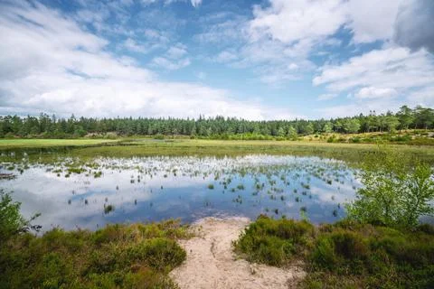 Swamp area surrounded by trees Stock Photos