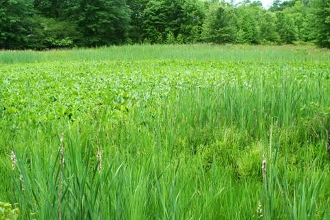 Swamp area with trees Stock-Fotos
