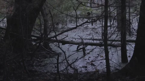 Swamp in Autumn Stock Footage 140366638