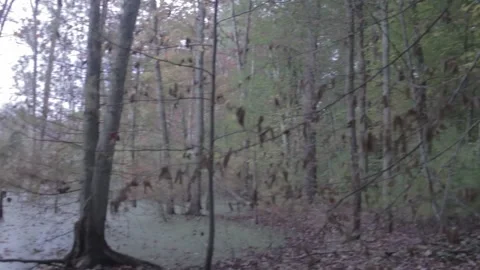 Swamp in Autumn Stock Footage 140366647