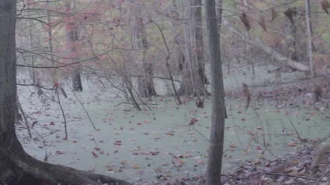 Swamp in Autumn Stock Footage 140366652