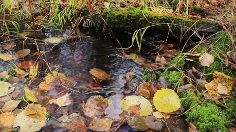 Swamp In Autumn Forest 스톡 동영상 57102241
