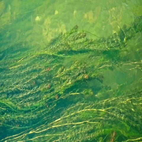 Swamp background, texture of green algae in water Stock Footage 69464260