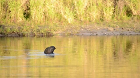 Swamp Bird Feeding Stock Footage 84873909