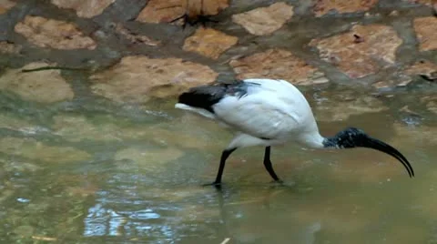 Swamp Bird Stock Footage 10949728