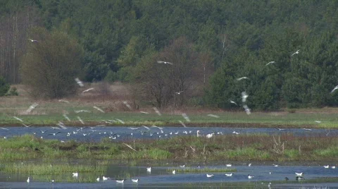 Swamp with birds 2 Video stock 462077