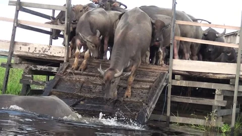 Swamp Buffalo Video stock 205787672