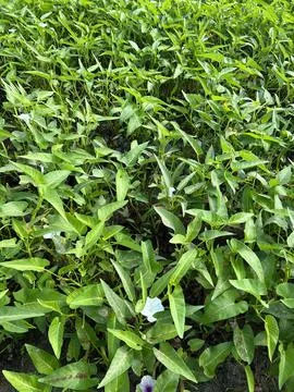 Swamp Cabbage Stock Photos