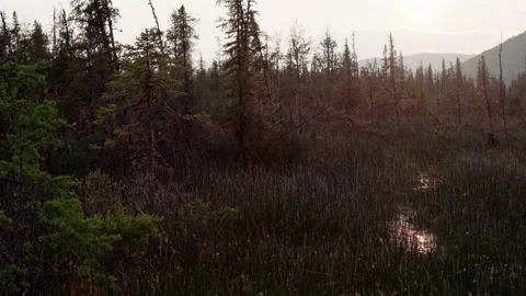 Swamp in Canada with Mosquitos Video stock 199989317