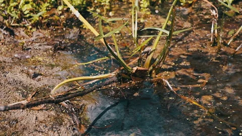Swamp Close Up Stock Footage 293259636