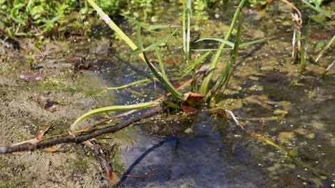 Swamp Close Up Stock Footage 293261677