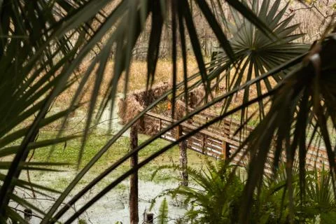 Swamp covered bridge in Florida Stock Photos