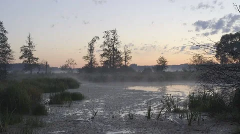 SWAMP COVERED WITH EARLY MIST Stock Footage 68859241