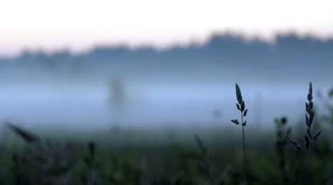 SWAMP COVERED WITH EARLY MIST Stock Footage 68859255