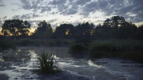 SWAMP COVERED WITH EARLY MIST Stock Footage 68859325