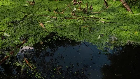 Swamp is covered with small green grass. Dirty puddle, summer. Stock Footage 169367253